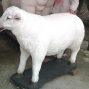 Jasa Pembuatan Patung Fiber Harga Patung Domba Garut Jasa Pembuatan Patung Malang